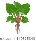 Rhubarb bush with roots isolated on white background. 140515343