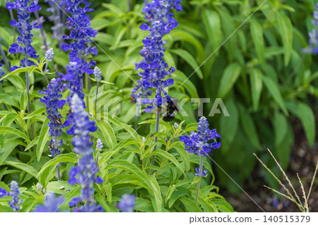 Large black bees gather around the blue flowers of the blue salvia. Large black bees gather around the blue flowers of the blue salvia. 140515379