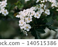 Hawthorn tree blossoms blooming in spring nature 140515386