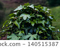 Common ivy plant growing vibrant green foliage 140515387