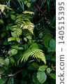 Lush green fern creating a natural woodland backdrop 140515395