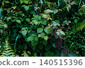 Lush green fern creating a natural woodland backdrop 140515396