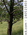 Old tree trunk with green ivy and leaves 140515403