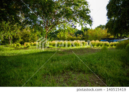 一片沐浴在夏日陽光下的草坪,以及周圍環繞著綠色地膚草的花園。 一片沐浴在夏日陽光下的草坪,以及周圍環繞著綠色地膚草的花園。 140515419