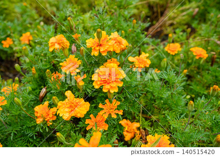 Orange marigolds, their vibrant colors enhanced by water droplets, are in full bloom. Orange marigolds, their vibrant colors enhanced by water droplets, are in full bloom. 140515420