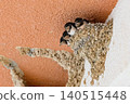 Swallow's Nest 02 140515448