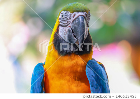 Close up head the Blue macaw parrot bird in garden Close up head the Blue macaw parrot bird in garden 140515455