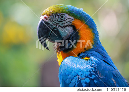 Close up head the Blue macaw parrot bird in garden Close up head the Blue macaw parrot bird in garden 140515456