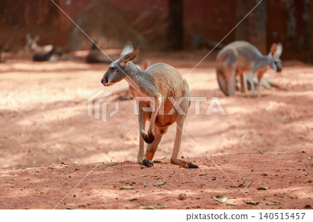 The kangaroo is rest in garden The kangaroo is rest in garden 140515457
