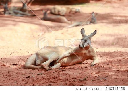 The kangaroo is rest in garden The kangaroo is rest in garden 140515458
