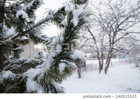 Pine branch covered in fresh white snow against a blurred winter landscape background. Christmas and holiday season, snowfall Pine branch covered in fresh white snow against a blurred winter landscape background. Christmas and holiday season, snowfall 140515525
