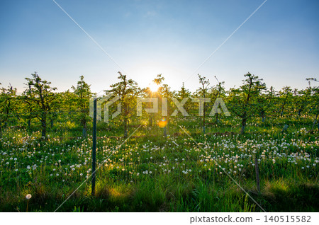 View of an apple orchard at sunset with warm golden light over a meadow filled with faded dandelions and their fluffy seed heads in the foreground peaceful rural landscape sunlight View of an apple orchard at sunset with warm golden light over a meadow filled with faded dandelions and their fluffy seed heads in the foreground peaceful rural landscape sunlight 140515582