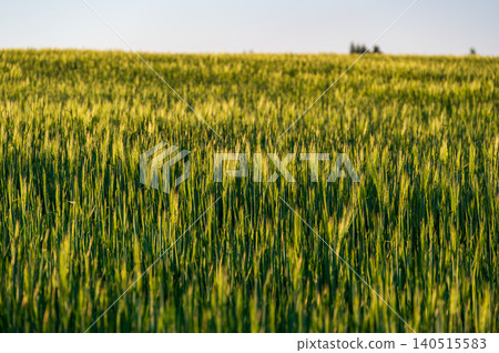 Close-up view of barley (Hordeum vulgare) growing in an agricultural field, green grain heads swaying in the wind, capturing rural farmland landscape and crop detail goldenlight soft Close-up view of barley (Hordeum vulgare) growing in an agricultural field, green grain heads swaying in the wind, capturing rural farmland landscape and crop detail goldenlight soft 140515583