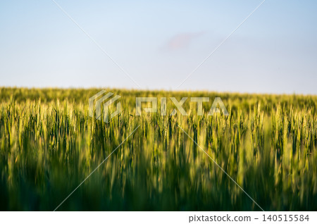 Close-up view of barley (Hordeum vulgare) growing in an agricultural field, green grain heads swaying in the wind, capturing rural farmland landscape and crop detail goldenlight soft Close-up view of barley (Hordeum vulgare) growing in an agricultural field, green grain heads swaying in the wind, capturing rural farmland landscape and crop detail goldenlight soft 140515584