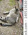 Cats at Hijiyama Park, Hiroshima City 140515630
