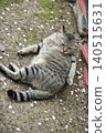 Cats at Hijiyama Park, Hiroshima City 140515631