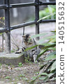 Cats at Hijiyama Park, Hiroshima City 140515632