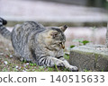 Cats at Hijiyama Park, Hiroshima City 140515633