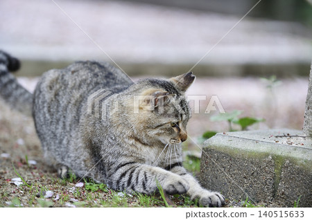 Cats at Hijiyama Park, Hiroshima City Cats at Hijiyama Park, Hiroshima City 140515633