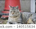 Cats at Hijiyama Park, Hiroshima City 140515634