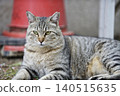 Cats at Hijiyama Park, Hiroshima City 140515635