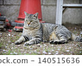 Cats at Hijiyama Park, Hiroshima City 140515636