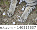 Cats at Hijiyama Park, Hiroshima City 140515637