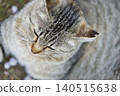 Cats at Hijiyama Park, Hiroshima City 140515638