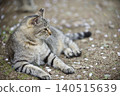 Cats at Hijiyama Park, Hiroshima City 140515639