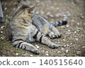 Cats at Hijiyama Park, Hiroshima City 140515640