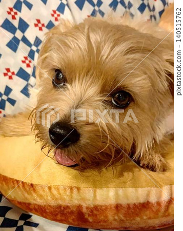 Pretty dog Pretty dog 140515762