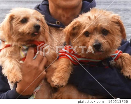 Dogs hugged Dogs hugged 140515766