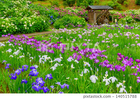 A child's back as he gazes at the watermill in Yokosuka Iris Garden during the rainy season, and the scenery of irises and hydrangeas in full bloom. 140515788