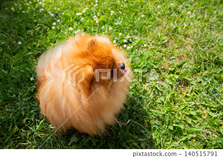 small Pomeranian spitz dog with its vibrant orange fur, relaxes on lush green grass, basking in the sunshine on a warm day while enjoying the fresh air. dog walking small Pomeranian spitz dog with its vibrant orange fur, relaxes on lush green grass, basking in the sunshine on a warm day while enjoying the fresh air. dog walking 140515791