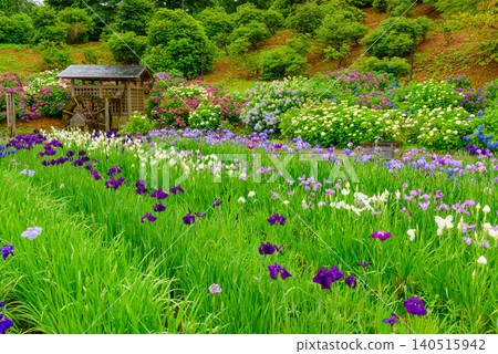 Yokosuka Iris Garden, glistening with the light rain of the rainy season, presents a tranquil, uninhabited Japanese landscape with a watermill and irises and hydrangeas in full bloom. 140515942