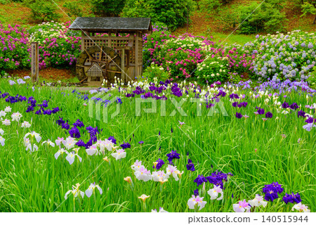 Yokosuka Iris Garden, glistening with the light rain of the rainy season, presents a tranquil, uninhabited Japanese landscape with a watermill and irises and hydrangeas in full bloom. 140515944