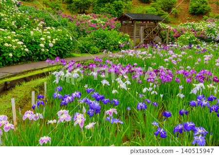 Yokosuka Iris Garden, glistening with the light rain of the rainy season, presents a tranquil, uninhabited Japanese landscape with a watermill and irises and hydrangeas in full bloom. Yokosuka Iris Garden, glistening with the light rain of the rainy season, presents a tranquil, uninhabited Japanese landscape with a watermill and irises and hydrangeas in full bloom. 140515947
