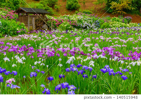 Yokosuka Iris Garden, glistening with the light rain of the rainy season, presents a tranquil, uninhabited Japanese landscape with a watermill and irises and hydrangeas in full bloom. Yokosuka Iris Garden, glistening with the light rain of the rainy season, presents a tranquil, uninhabited Japanese landscape with a watermill and irises and hydrangeas in full bloom. 140515948