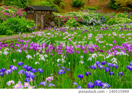 Yokosuka Iris Garden, glistening with the light rain of the rainy season, presents a tranquil, uninhabited Japanese landscape with a watermill and irises and hydrangeas in full bloom. Yokosuka Iris Garden, glistening with the light rain of the rainy season, presents a tranquil, uninhabited Japanese landscape with a watermill and irises and hydrangeas in full bloom. 140515949