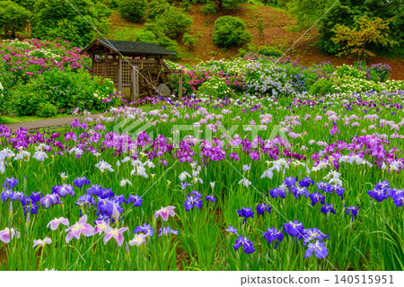 Yokosuka Iris Garden, glistening with the light rain of the rainy season, presents a tranquil, uninhabited Japanese landscape with a watermill and irises and hydrangeas in full bloom. Yokosuka Iris Garden, glistening with the light rain of the rainy season, presents a tranquil, uninhabited Japanese landscape with a watermill and irises and hydrangeas in full bloom. 140515951