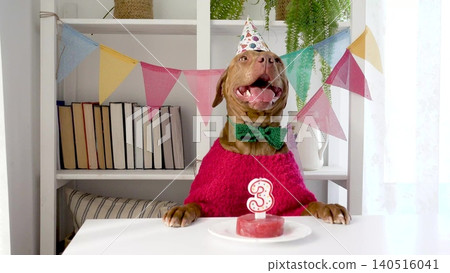 Cute dog in a festive paper party hat 140516041