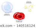 Blood cell types. Formed elements of blood platelets or thrombocytes, white blood cell or Leukocyte, Red blood cells or erythrocytes. 140516124