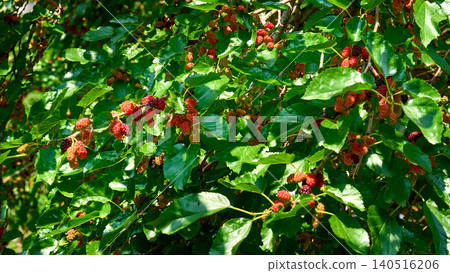 Sunny June.Ripening red mulberry berries on green summer branch 140516206