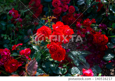 Red roses shining in the setting sun Red roses shining in the setting sun 140516217