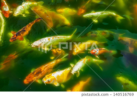 Koi Carp Swimming in Green Pond Water 140516769