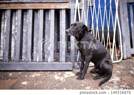 Outdoor, street and abandoned dog with sad look in homeless, lost and ready for help or adoption. Domestic, pet and animal rescue for charity with need for care, support and love or protection. 140516878