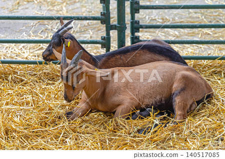 Two Brown Goats Two Brown Goats 140517085