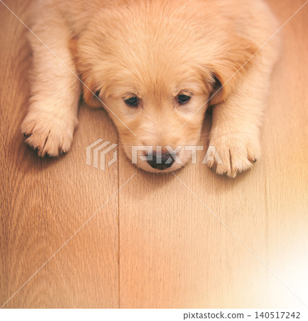 Dog, portrait and rest with wood, floor and paw or sad with pet at home or house. Golden retriever, animal and puppy with sleepy, bored or depressed from exhausted play or unhappy from high angle Dog, portrait and rest with wood, floor and paw or sad with pet at home or house. Golden retriever, animal and puppy with sleepy, bored or depressed from exhausted play or unhappy from high angle 140517242