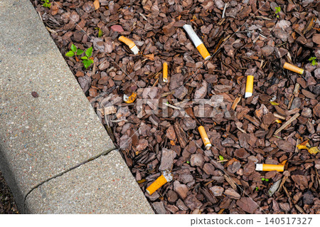 Discarded cigarette butts scattered in mulch beside sidewalk highlighting urban litter pollution Discarded cigarette butts scattered in mulch beside sidewalk highlighting urban litter pollution 140517327