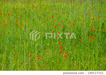 Red poppy flowers blooming among green barley field creating vibrant summer countryside background Red poppy flowers blooming among green barley field creating vibrant summer countryside background 140517331